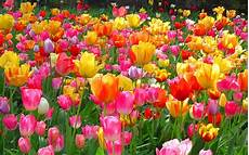 Tulip Image Desktop by Wallpapers Tulips Wallpapers Tulip Image Desktop