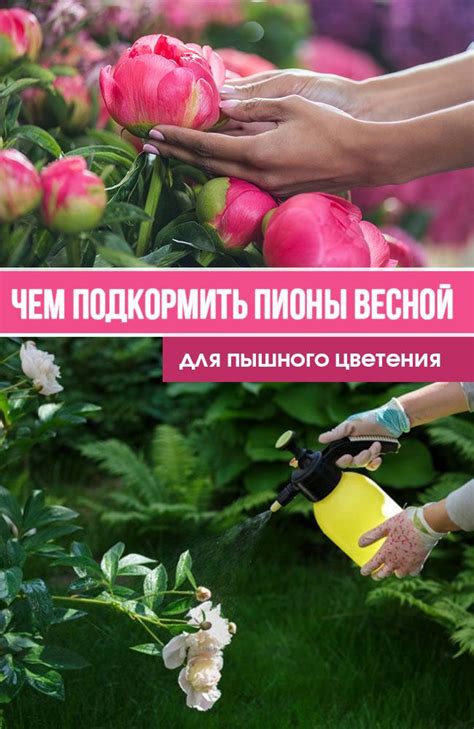 Чем подкормить пионы весной для пышного цветения | Peonies, Flowers, Garden