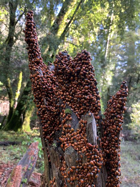 Ladybugs On Tree Napa's Convergent Lady Beetles: A Master Gardener's