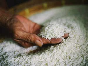 India allows 75,000 tonne of non-Basmati white rice exports to UAE ...