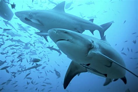 Are Sharks Freshwater Or Saltwater