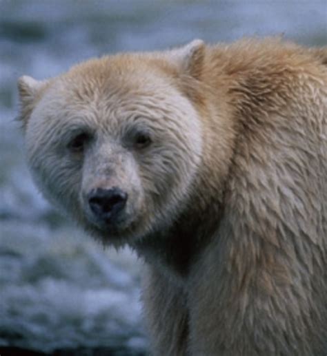 The Spirit Bear aka Kermode Bear aka Ghost Bear - HubPages