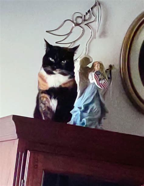 Baby The Bratt : r/cat