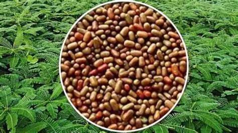 हरी खाद योजना के तहत सरकार 90 प्रतिशत की सब्सिडी पर दे रही है ढैंचा बीज ...