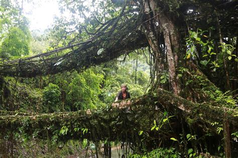 Living root bridges-India