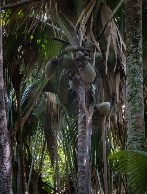 Praslin Island, (Republic of) Seychelles (2023) | Where in the world is ...