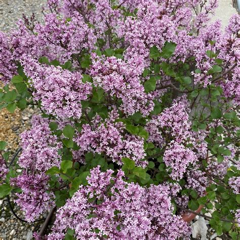 Dwarf Korean Lilac