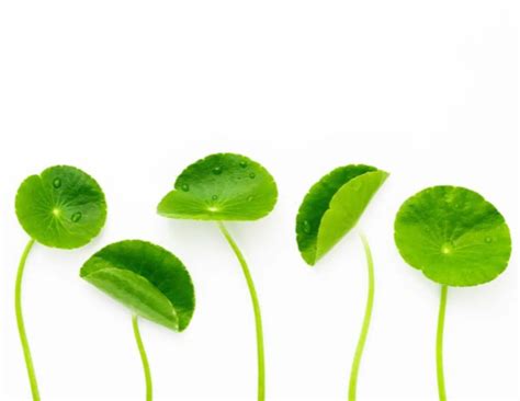 The Benefits of Using CICA (Centella Asiatica) in Your Skincare Routin ...