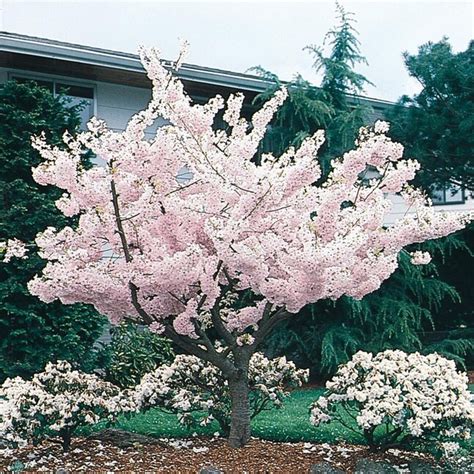 Lowe's 24.5-Gallons Multicolor Flowering Yoshino Flowering Cherry In ...