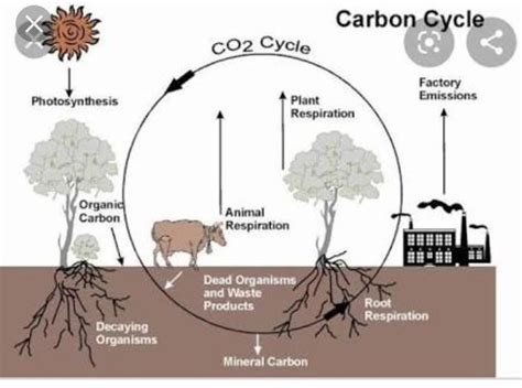 (d) Write a short note on global carbon cycle with the help of diagram ...