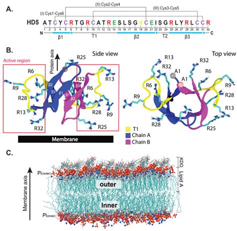 Evaluation of the Binding Mechanism of Human Defensin 5 in a Bacterial ...