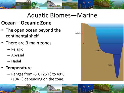 Aquatic Biomes Diagram