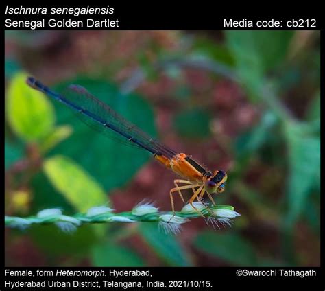Ischnura senegalensis | Odonata