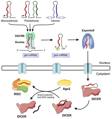 A Structural View of miRNA Biogenesis and Function | Encyclopedia MDPI