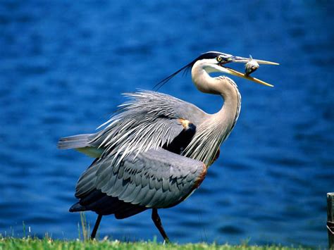 Great Blue Heron Birds