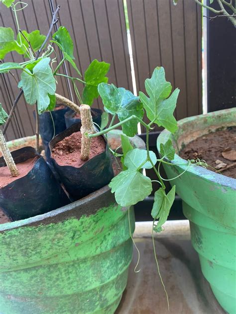 Kovakkai Cuttings | கோவக்காய் Plant