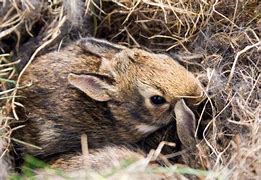 Image result for Raising Wild Baby Rabbits