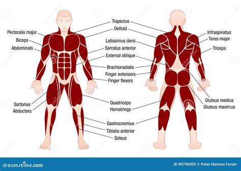 Muscle Body Parts Labeled at William Emery blog