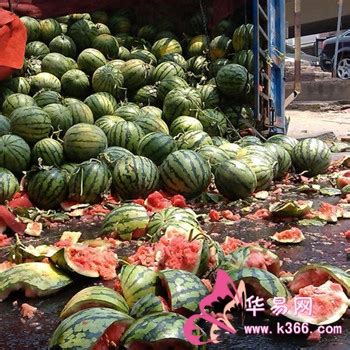 “吃瓜群众”注意 巨好吃的双城“末茬香瓜”上市了_新浪黑龙江_新浪网