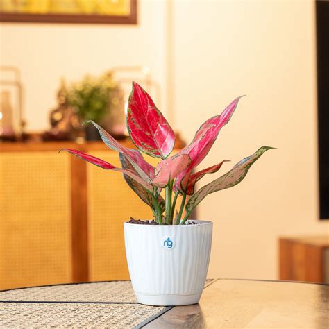 Aglaonema Lady Valentine in Self Watering Pot – Nurturing Green