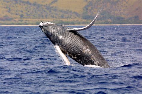 Humpback Whale - Endangered Species Coalition