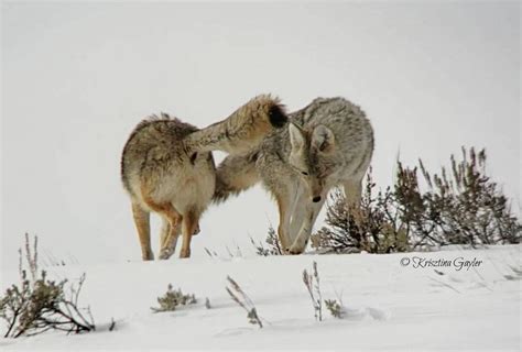 Photo Essay: Coyote Breeding Season Dances - Rewilding