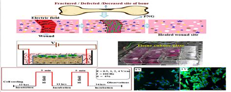 MET - Bioceramics | Indian Institute of Technology (BHU)