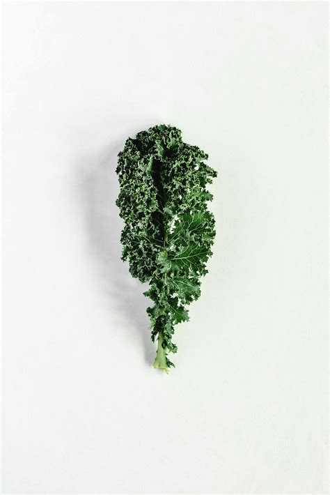 How Long Does Kale Last and How to Tell If It’s Gone Bad - MAY EIGHTY FIVE