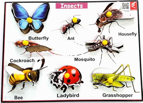 Wooden Insects Learning Educational Knob Tray - EKW0103 – Extrokids