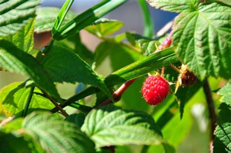 Red Raspberry Bush 的图像结果