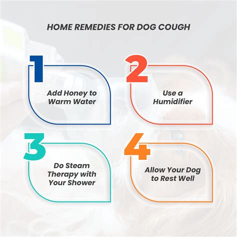 Home Remedies For Chronic Cough In Dogs at Sam Cawthorn blog