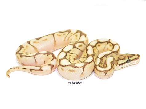 Image result for Lesser Spider Ball Python