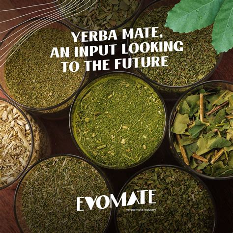 Yerba mate, traditionally consumed in Brazil and other South American countries primarily as ...