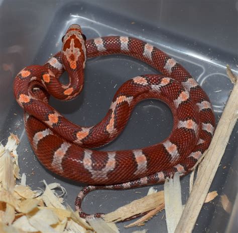 Hypo Diffused Corn Snake by Coveted Constrictors - MorphMarket