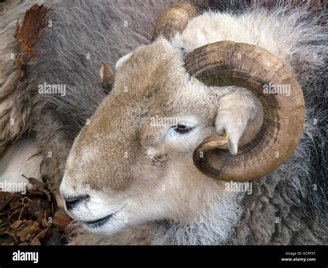 Curly horns sheep hi-res stock photography and images - Alamy