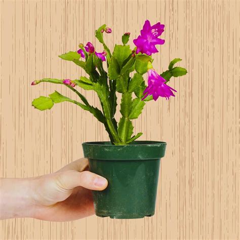 Christmas Cactus Pink