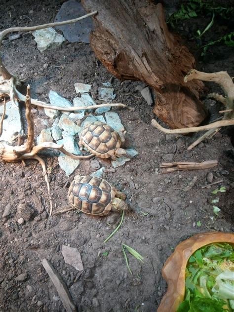 Image result for Tortoise Table