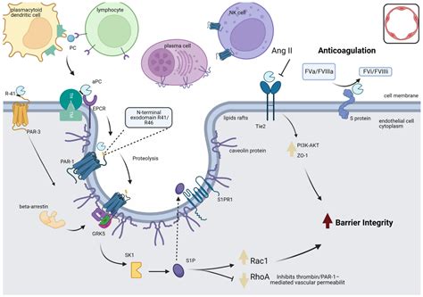 Downregulation of the Protein C Signaling System Is Associated with ...