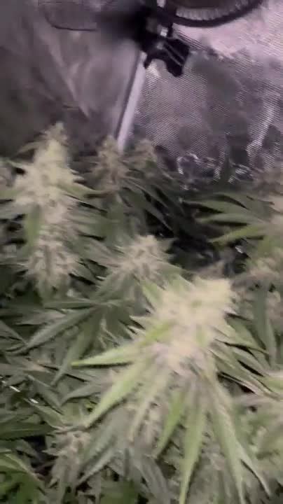 Image result for Alien OG Facts