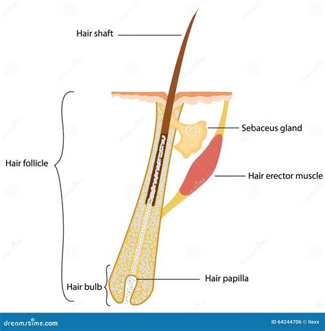 Human Hair Structure Diagram