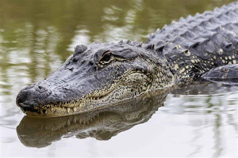 Alligators in Lake Pontchartrain: How Many Are There Really? - A-Z Animals