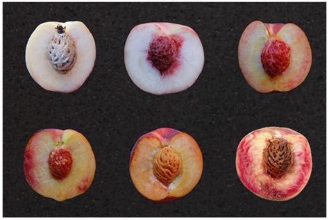 Marker-Assisted Selection in Breeding for Fruit Trait Improvement: A Review