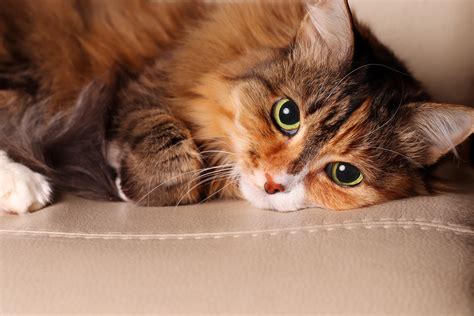 Can Cats Eat Seaweed? Yes - If You Follow This Advice