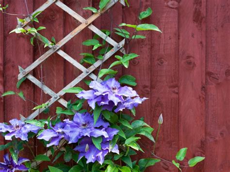 Clematis Pruning Groups - How And When To Trim Clematis