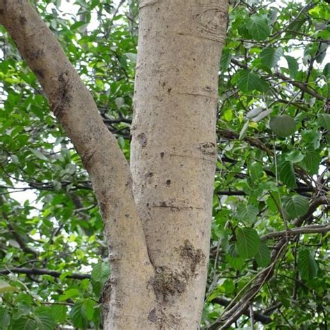 Della Luxury Products | Iconic Projects Design, Manufacturing & Built