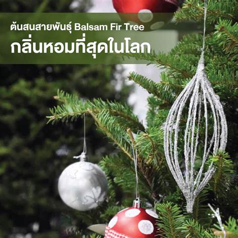 KASSA HOME [Pre - Order] Balsam Fir Fresh Pine Tree, 8 feet (240 cm ...