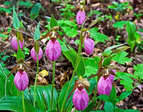 Lady Slipper, a wild, native orchid in Black Mountain, NC | Wild ...