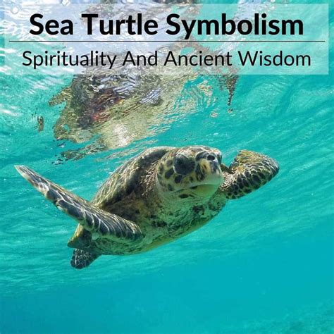 Sea Turtle Meaning & Symbolism: What Do They Represent?