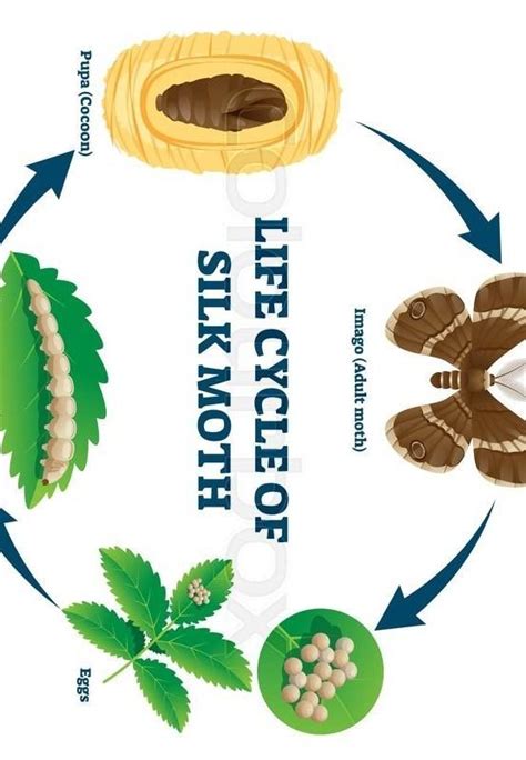 Describe the life history of silk moth with the help of figures of ...