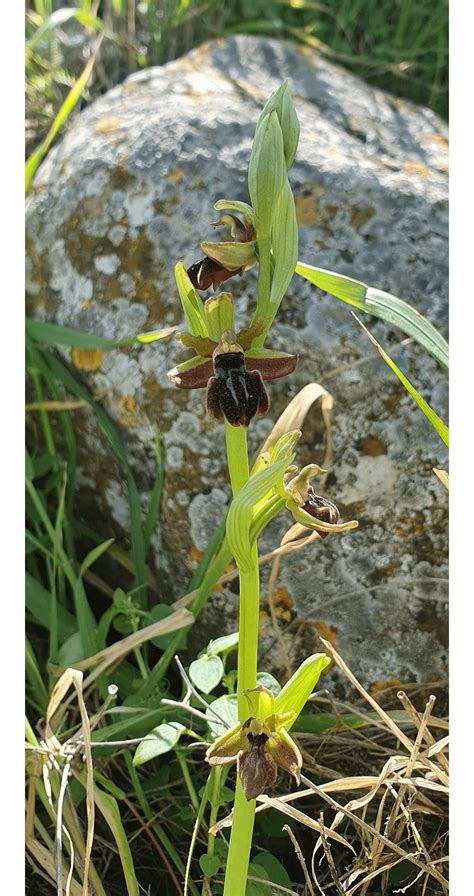 Bee Orchids in the wild : r/orchids